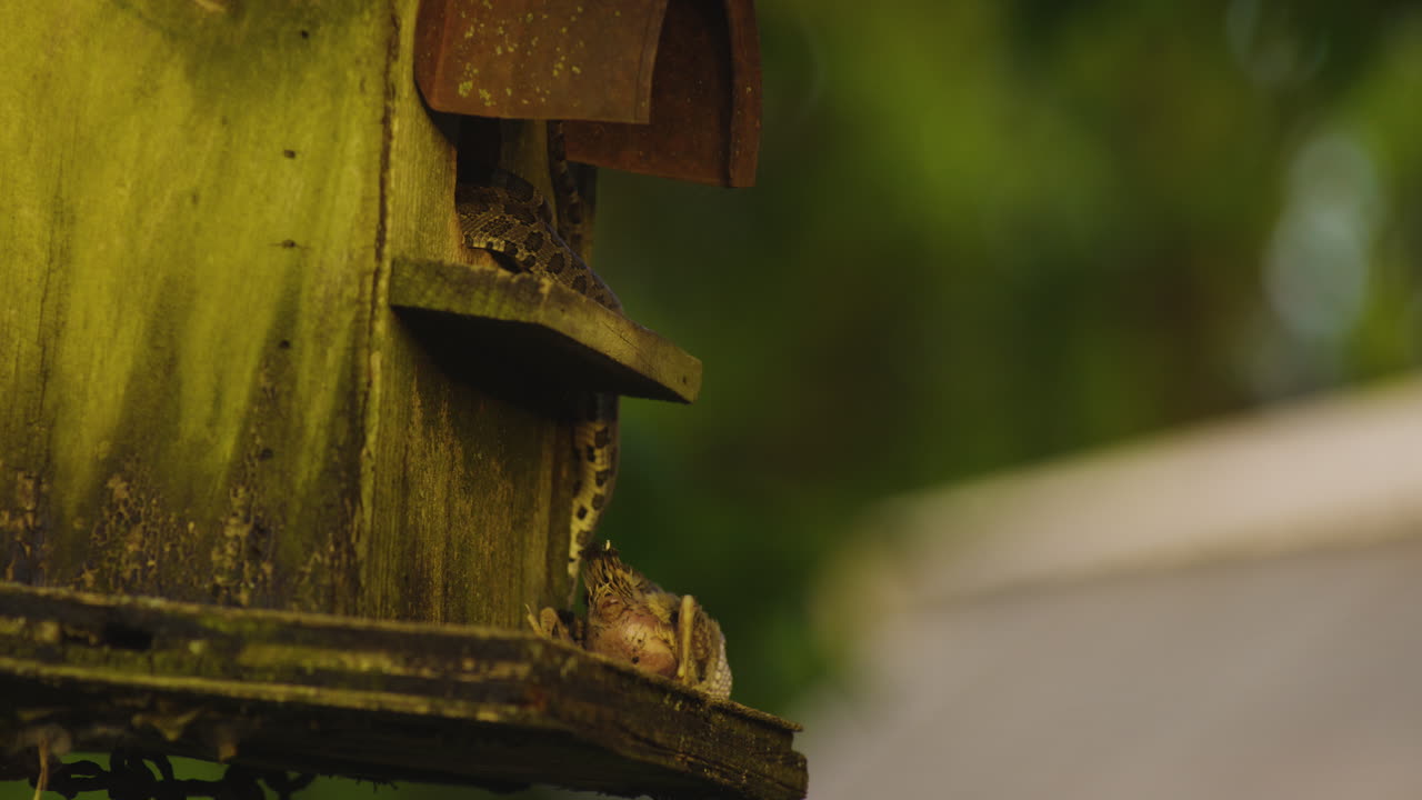 새집 에 있는  ⁇ 주린  ⁇  은 음식 을 위해 새 를 죽였다