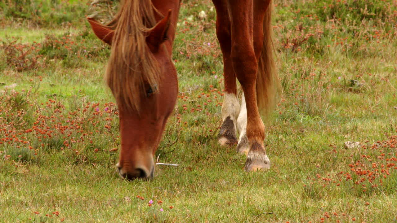 disparo medio de un pony de bosque nuevo marrón pastando en un campo en el nuevo bosque
