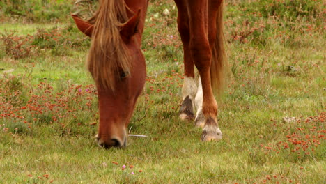 medium shot of a brown new forest pony grazing in a field in the new forest