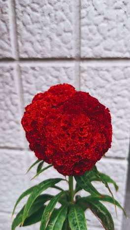 red cockscomb flower by a white wall
