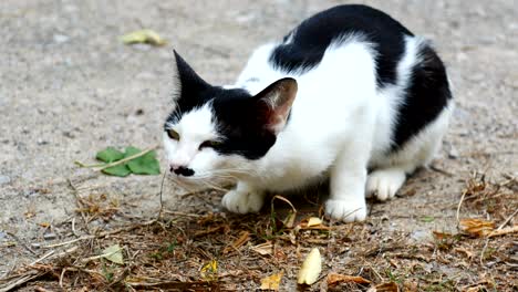 adorable white cat vomit but nothing out then lick its fur