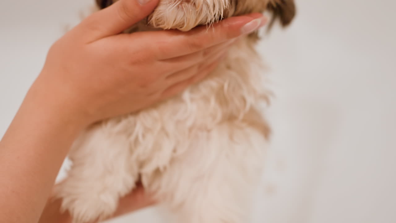 Woman Tenderly Bathes Joyful Puppy, Caregiver Lovingly And Calmly Refreshes Her Cheerful Playful Puppy, Tender Woman Gently Cleans Her Lively And Happy Puppy To Ensure Relaxation And Comfort