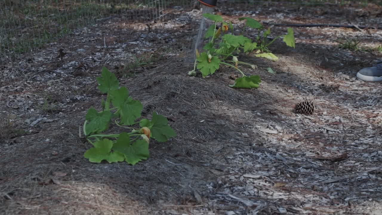 그늘에 있는 정원에서 호박 식물에 물을 주는 농부