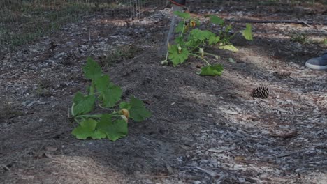 Farmer-watering-zucchini-plants-in-a-garden-in-the-shade