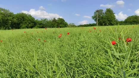 panning shot of green field with poppies in the german countryside