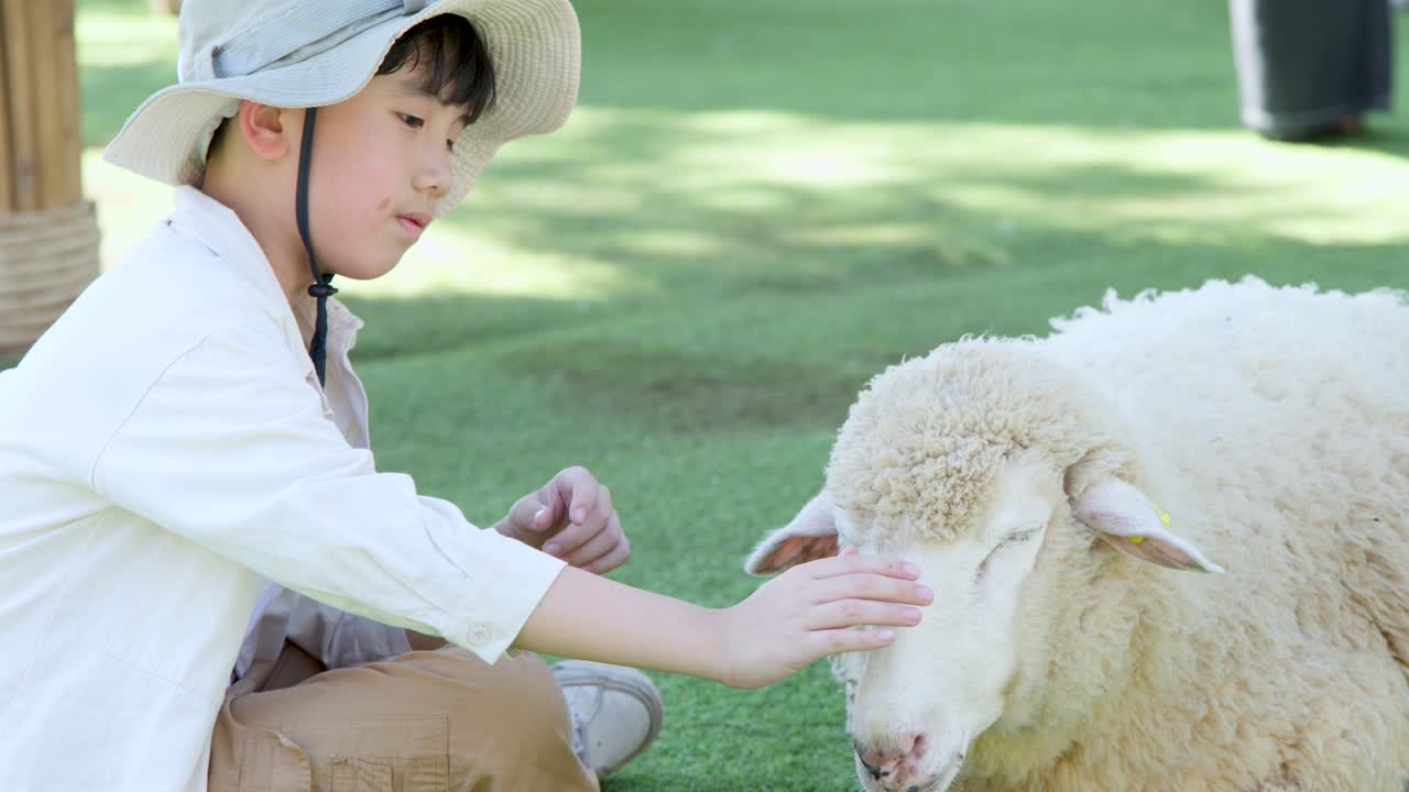 A young boy sits on green grass, gently stroking a fluffy sheep's head outdoors