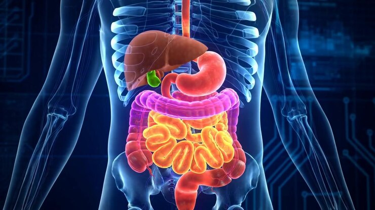 Medical Animation Of Human Digestive System Anatomy Full Tract Glowing In A Transparent Torso