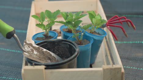 close up hand view of gardener taking seedling from wooden crate filled with potted strawberry plants next to bucket and trowel on black mulch bed under bright morning light planting preparation