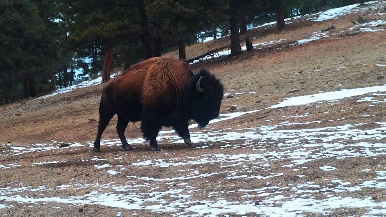 cinemática enorme parque de búfalos salvajes caminando por la reserva de pinos hojas perennes genesse colorado montañas rocosas de yellowstone respiración fría otoño invierno tarde nieve amarillo con nieve hierba seguir pan