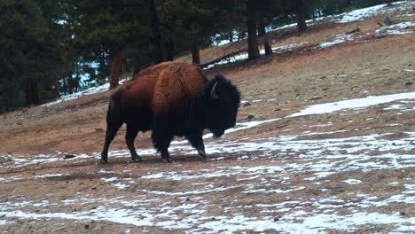 cinematic huge wild buffalos park walking by pine tree reserve evergreen genesse colorado yellowstone rocky mountains breathing cold fall winter afternoon snow yellow with snow grass follow pan