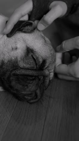 caring hands touching a sleeping pug