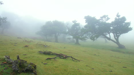 el bosque de hadas, la madera de fanal, la niebla, el terror, el musgo.
