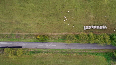 Lämmer-Weiden-Auf-Einem-Feld