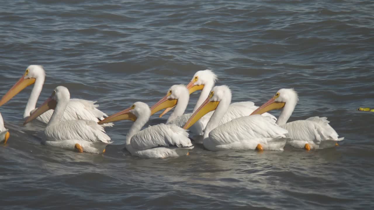 Pelicans living, flying and swimming at the small town of Petatan ,Mexico by the Chapala lake