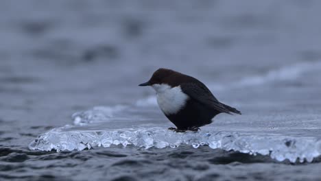 white throated dipper perched on ice dives into norway river, handheld slow motion