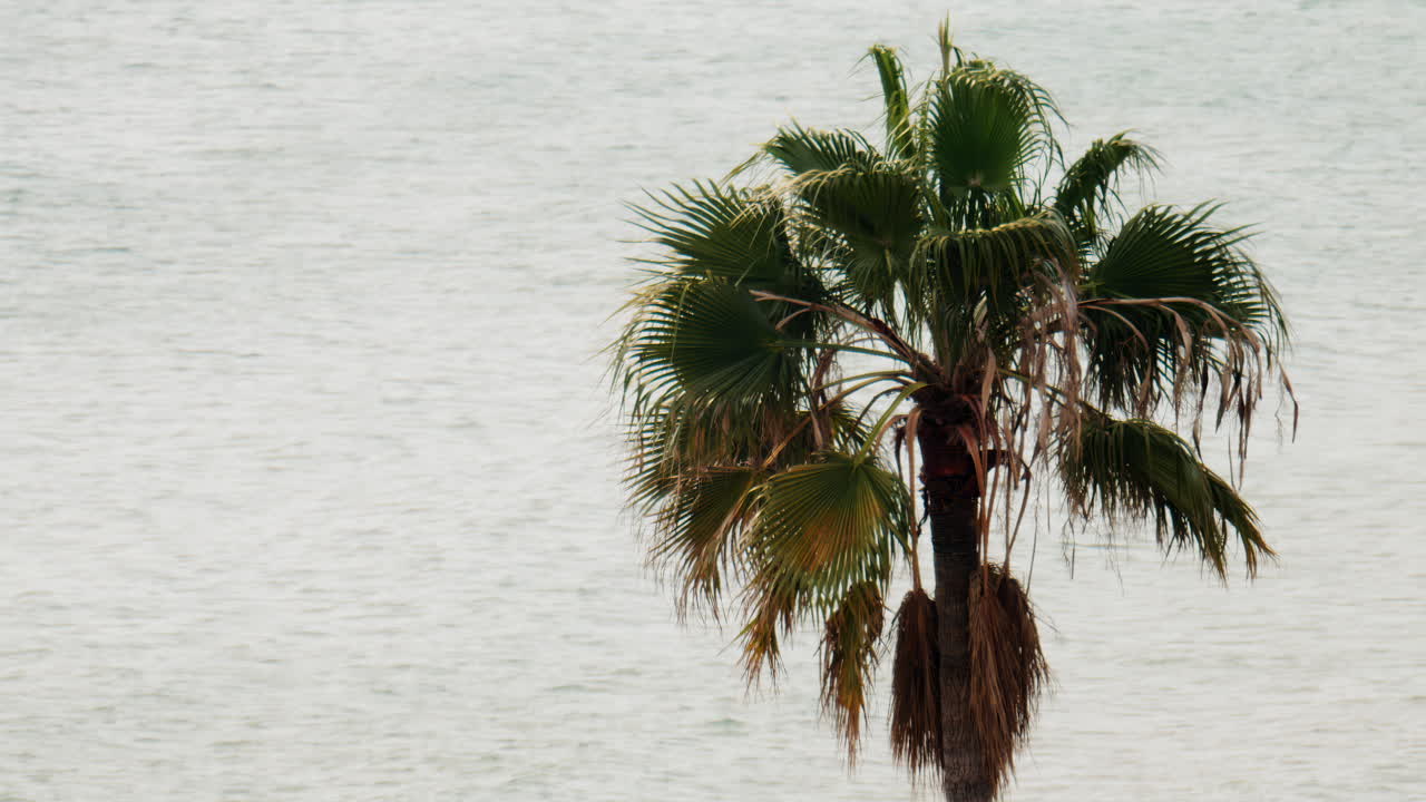 Dried palm tree on the beach with the grey sea on the background