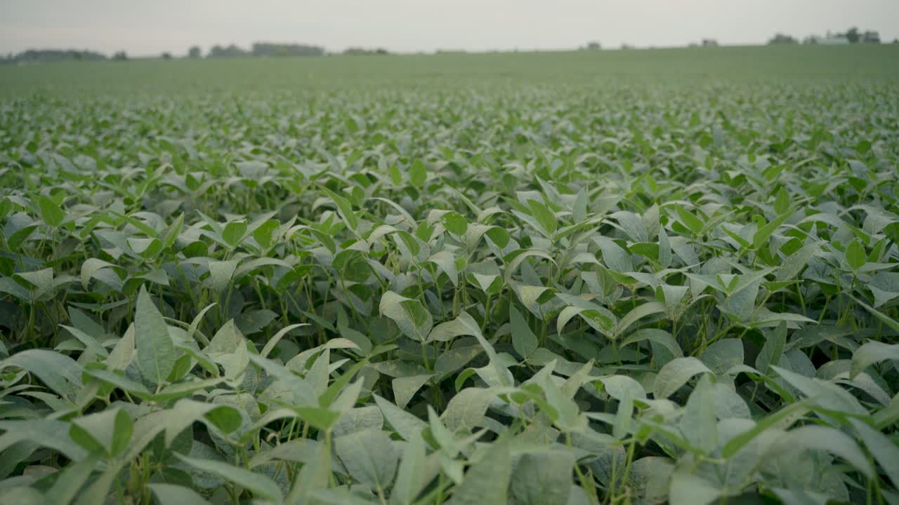 disparo de plantas de soja que revela un campo de soja estirado