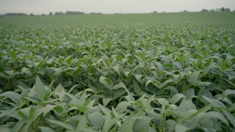 disparo de plantas de soja que revela un campo de soja estirado