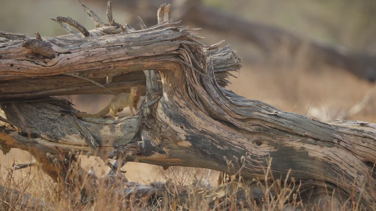 Slanke mangoest op een gevallen dode boomstam in Kruger National Park, Zuid-Afrika, pauzerend om de tak erboven te inspecteren in een droge savannehabitat, een wildtafereel.