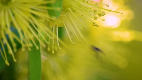 Eine-Einzelne-Australische-Schwarze-Biene-Sammelt-Pollen-Und-Fliegt-Davon