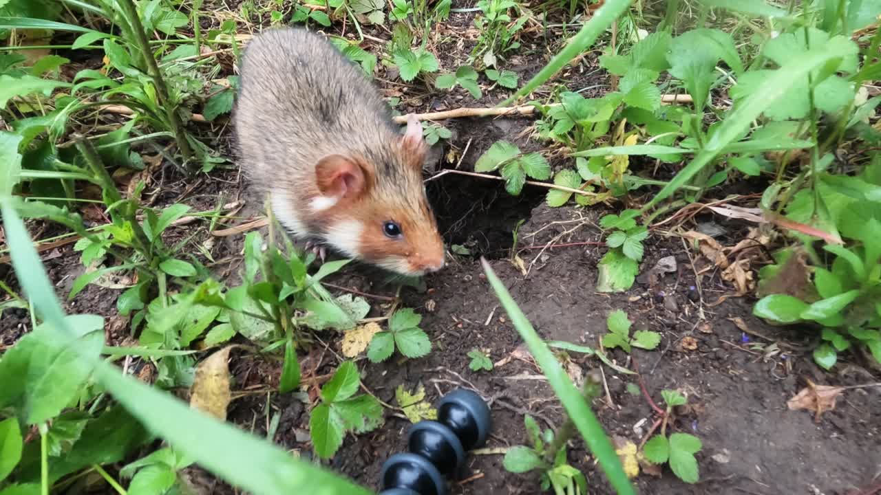 Hámster cerca de la entrada de su madriguera se detiene, se da la vuelta y mira cautelosamente dentro del agujero en un hábitat de suelo cubierto de hierba. Primer plano de vida silvestre al aire libre con comportamiento curioso y alerta.