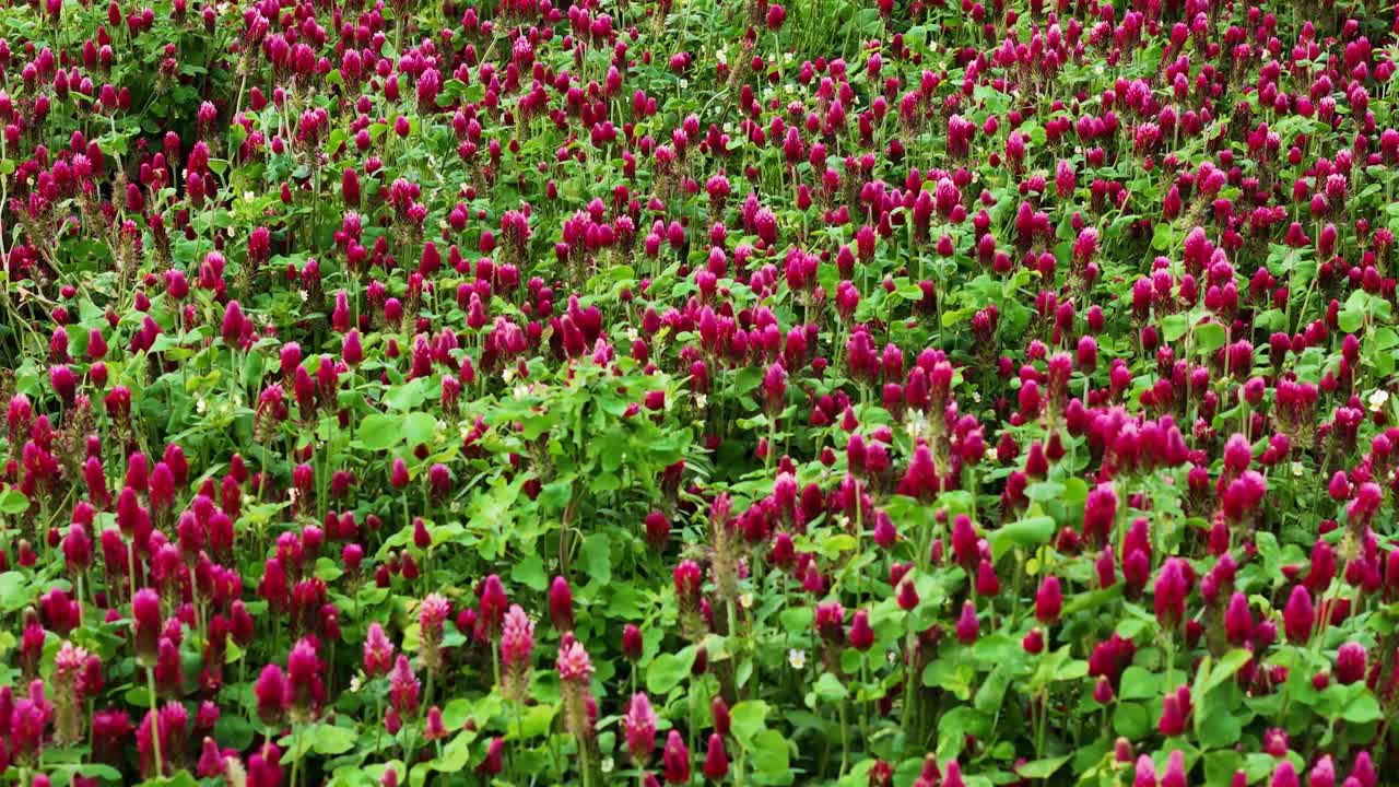 Growing red clover crops, low angle aerial orbit view
