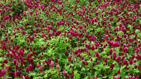 growing red clover crops, low angle aerial orbit view