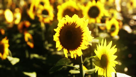 hermoso campo de girasoles en flor contra la luz dorada del atardecer