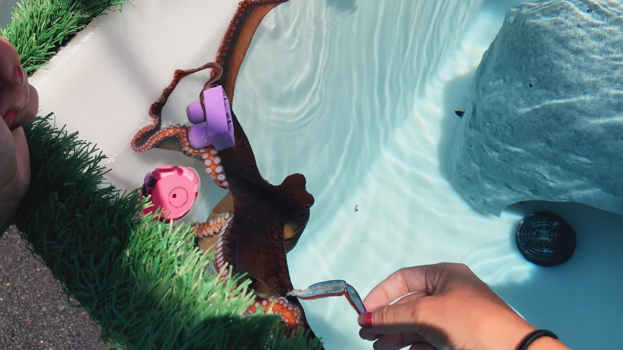 친근한 문어는 과학 시설에서 색깔을 바꾸고 손에서 음식을 먹습니다 - 관점 샷