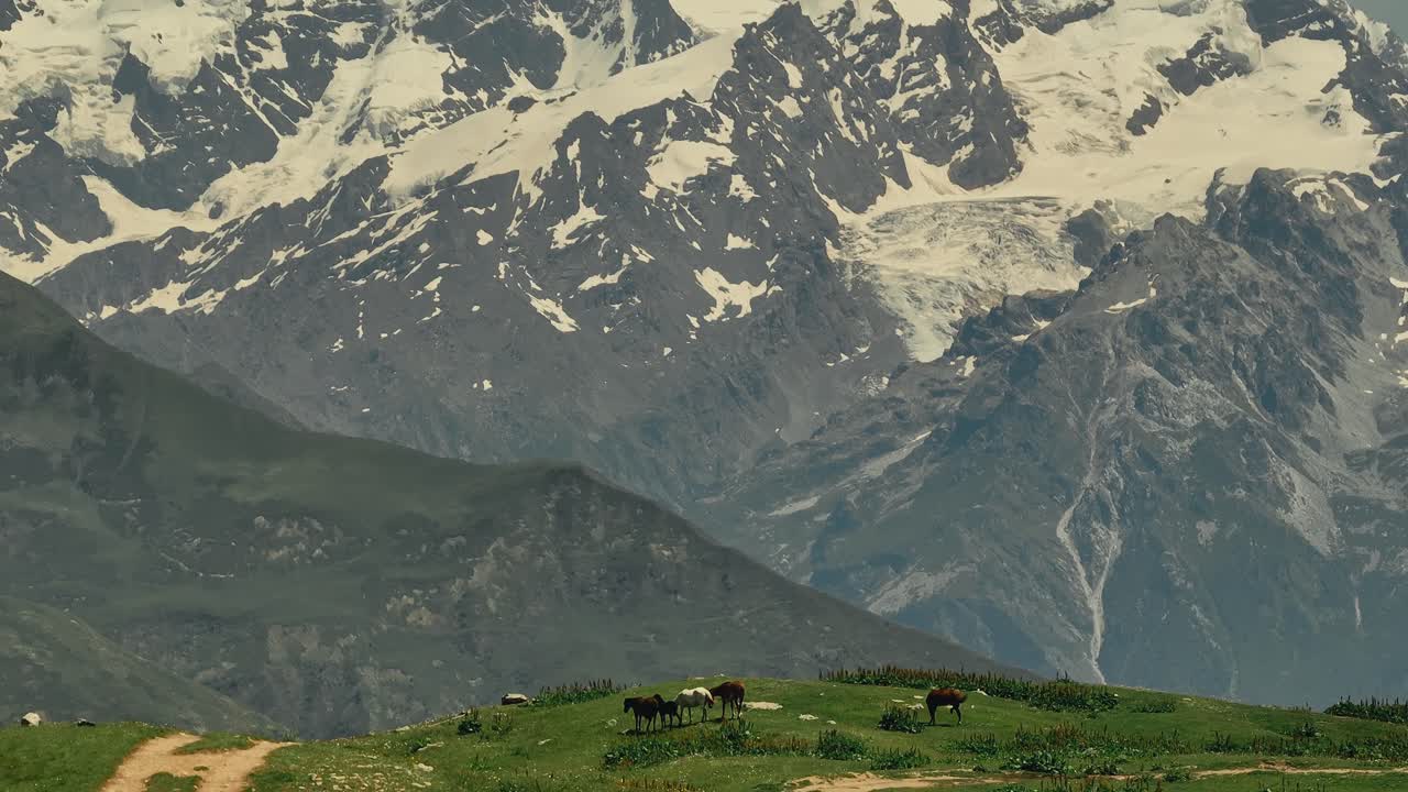 Peaceful zoom of horses grazing in scenic Mestia mountain area