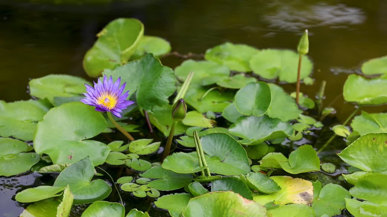 활기찬 수박은 푸른 잎과 부드러운 반사에 둘러싸인 조용한 연못에서 부드럽게 떠다닙니다.
