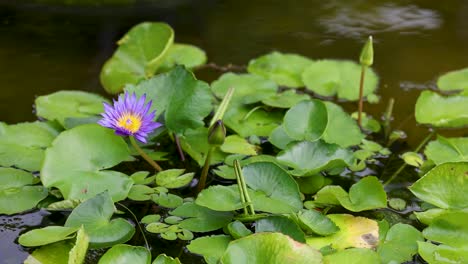 los lirios de agua vibrantes flotan suavemente en un estanque tranquilo, rodeados de hojas verdes exuberantes y reflejos suaves.