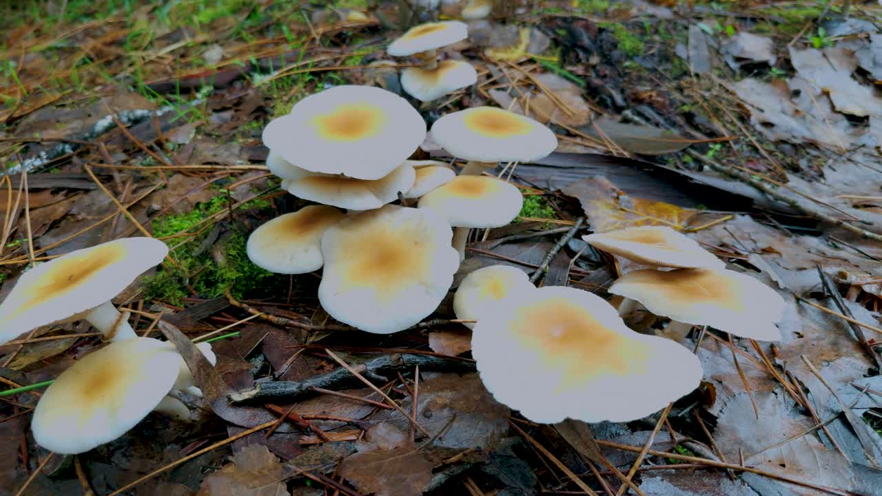 A cluster of sulphur cap fungi growing on the trunk of a tree