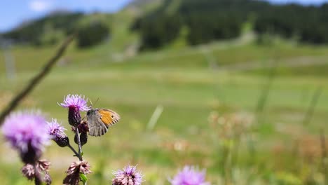 butterfly interacting with flowers in piedmont, italy