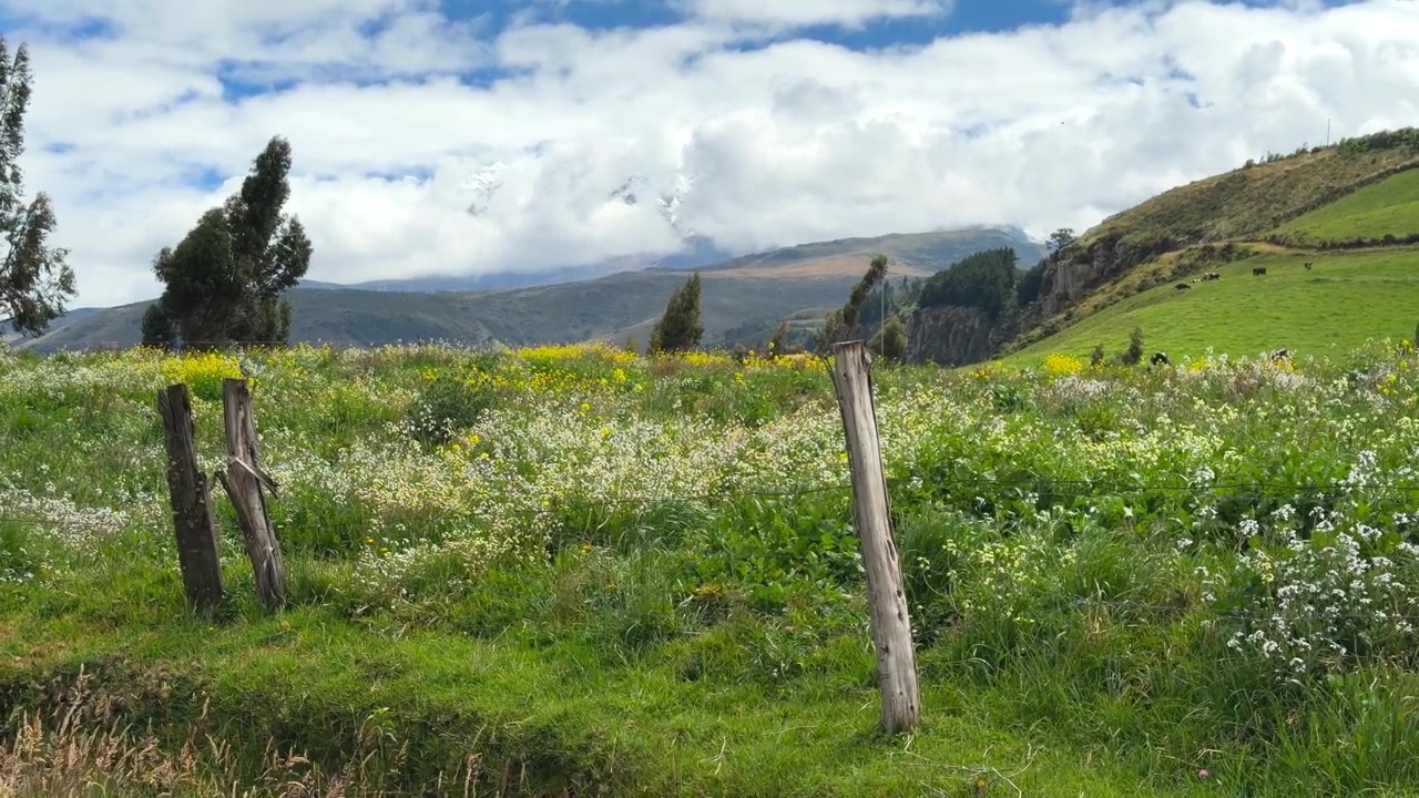 Handhållen kameratagning som fångar ett rustikt staket i en grön äng med vilda blommor och en molnig Andinsk bergsbakgrund i Ecuador