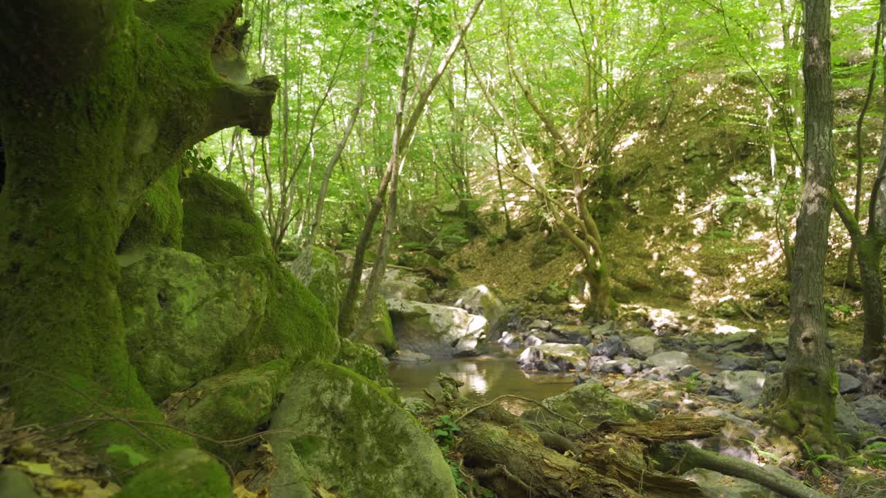 숲 속에서 흐르는 하천.