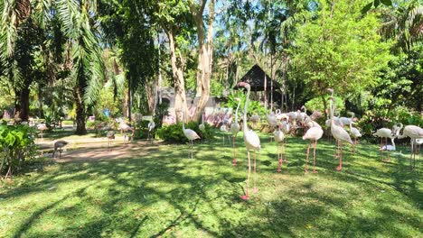 los flamencos se reúnen en un hábitat verde y exuberante