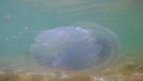 underwater close up shot of swiming jellyfishes