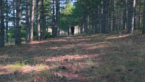 athlete running in a forest