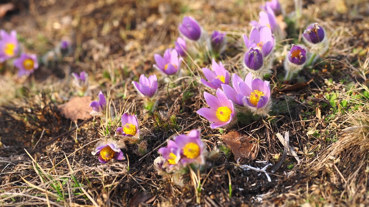 Slow motion footage of multiple pasque flowers blooming in dry meadow grass. Purple petals with bright yellow centers in warm sunlight, capturing early spring atmosphere in European nature.