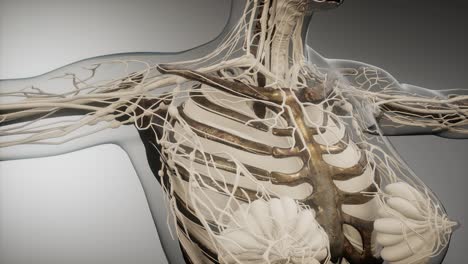 transparent human body with visible bones