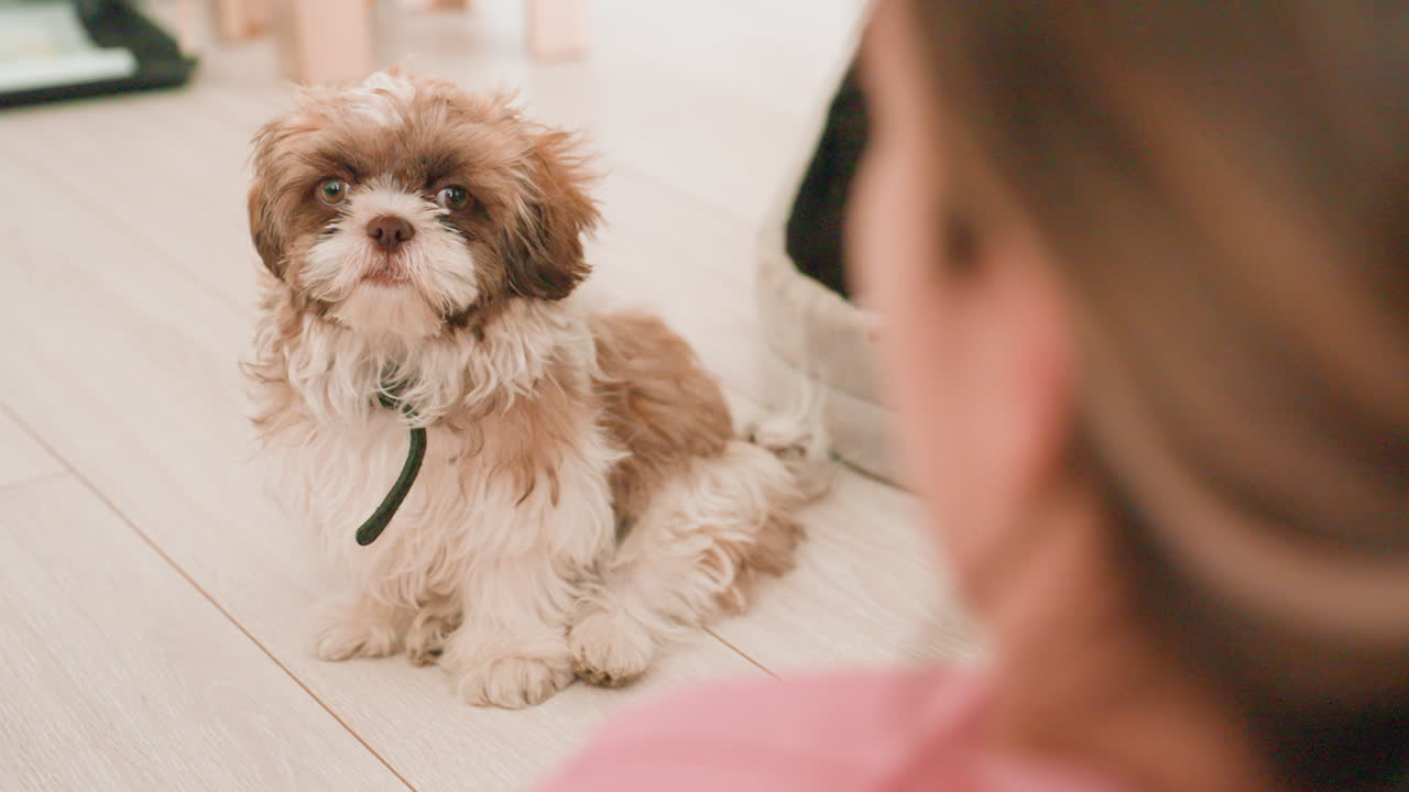Woman Pets Puppy, Serene Scene Of Woman And Puppy Establishing Mutual Trust And Understanding, Calm Morning Moment Where Woman And Puppy Exchange Gentle Looks And Build Affectionate Bond