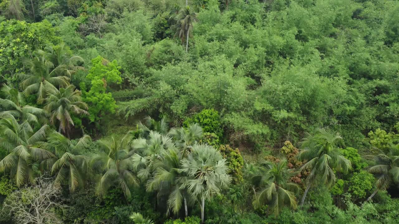 вид с воздуха или сверху на глубокий зеленый лес или джунгли