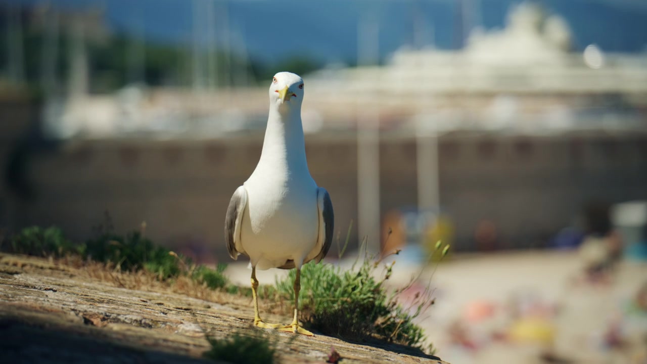 Primo piano di un gabbiano in piedi vicino alla Plage de la Gravette, Antibes, con la spiaggia, gli yacht e il porto turistico leggermente sfocati sullo sfondo.