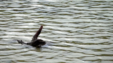 waves on a pond surface move in slow motion, surrounding a piece of driftwood