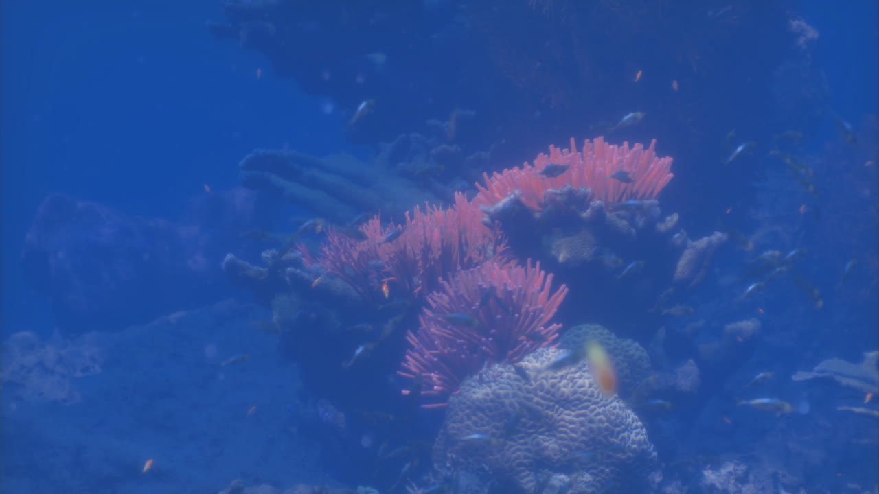Coral reef underwater ecosystem showcasing vibrant pink anemones and fish