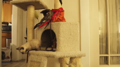 tabby and siamese kittens curious and playful in cat tower, medium shot