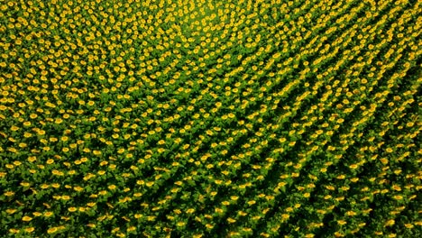 hojas verdes densas de un campo de girasol vista desde arriba