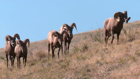 Bighorn-Sheep-on-Prairie-