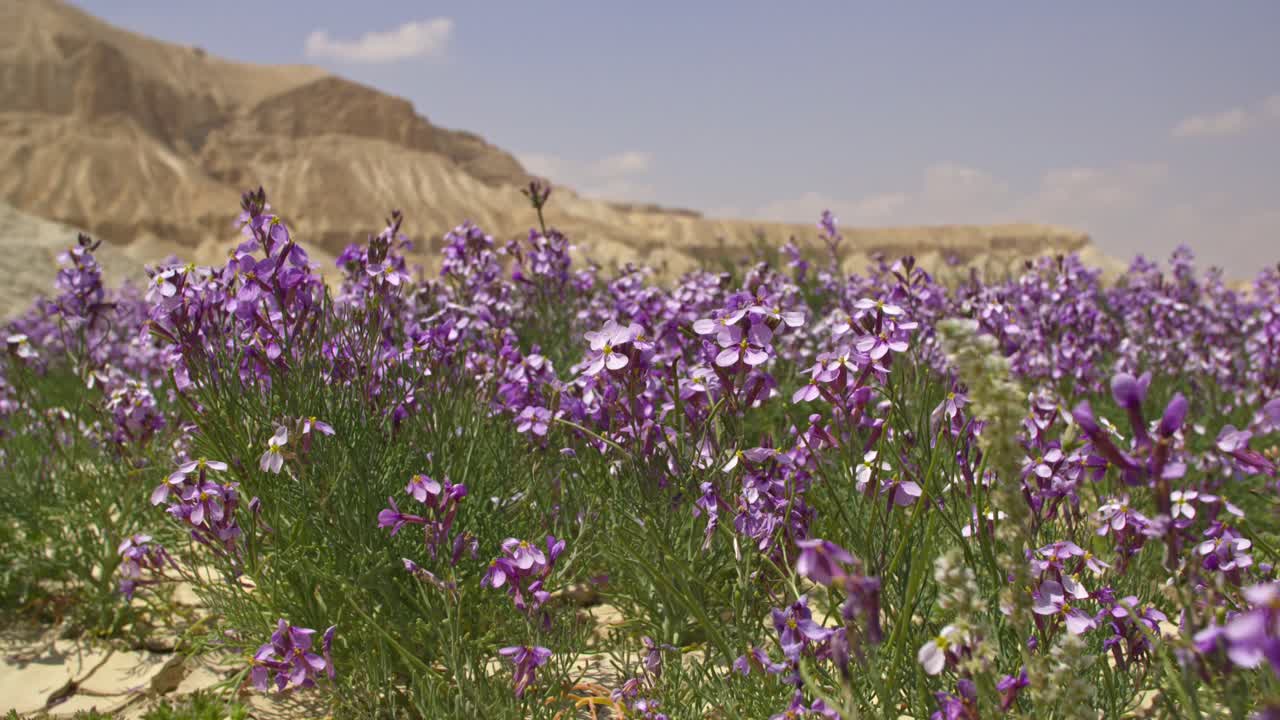 A brief spring bloom in the western Negev plains